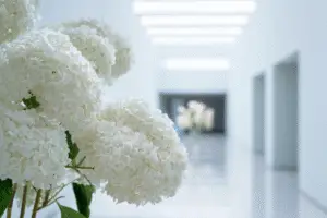 White hydrangeas