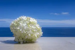White hydrangeas