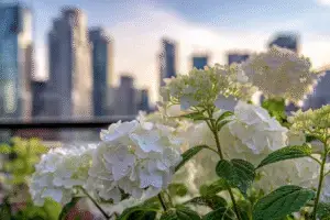 White hydrangeas