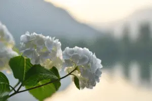 White hydrangeas