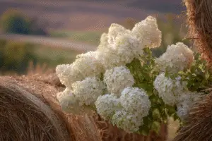 White hydrangeas
