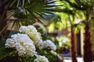 White hydrangeas