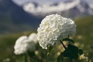 White hydrangeas