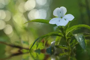White impatiens flower