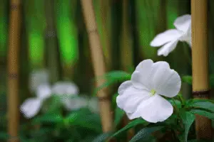White impatiens flower