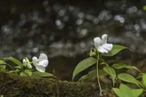 White impatiens flower