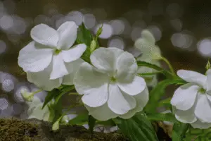 White impatiens flower