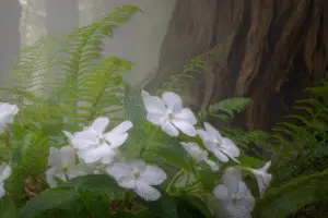 White impatiens flower