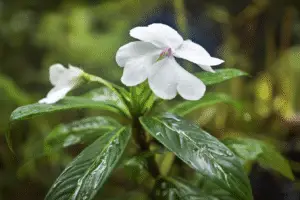 White impatiens flower