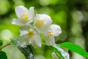 Mock Orange