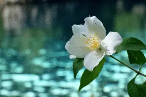 White mock orange flower