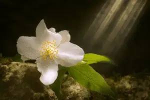 White mock orange flower