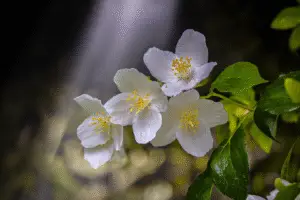 White mock orange flower