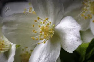 White mock orange flower