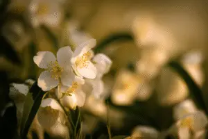 White mock orange flower
