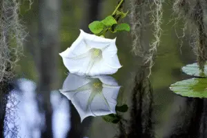 Moonflower