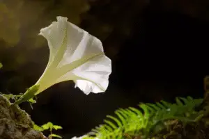 White moonflower Ipomoea