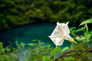 White moonflower Ipomoea