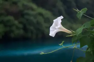 White moonflower Ipomoea