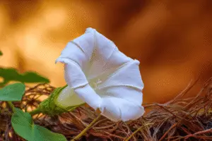 White moonflower Ipomoea
