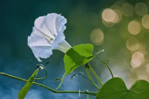 White moonflower Ipomoea