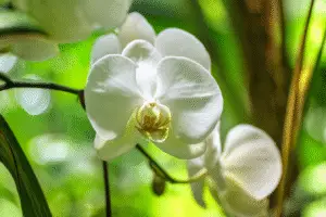 White moth orchid
