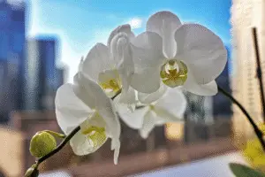 White moth orchid
