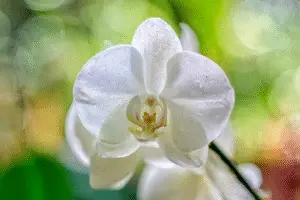 White moth orchid
