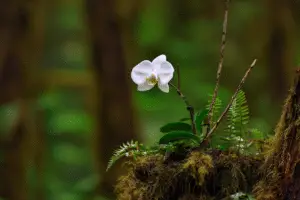 White moth orchid