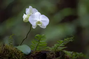 White moth orchid
