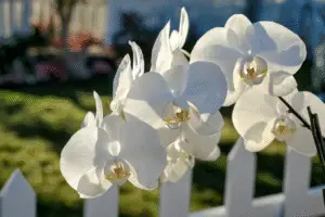 White moth orchid