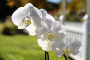 White moth orchid