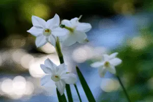 White paperwhite Narcissus