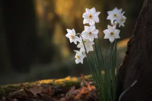 White paperwhite Narcissus