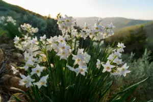 White paperwhite Narcissus