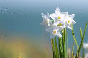 White paperwhite Narcissus