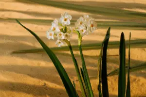 White paperwhite Narcissus