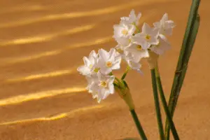 White paperwhite Narcissus
