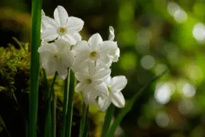 White paperwhite Narcissus
