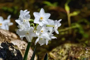 White paperwhite Narcissus