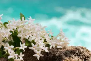 Stephanotis