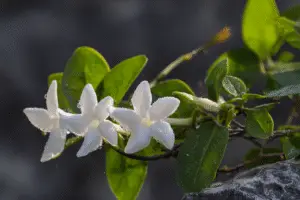 Stephanotis