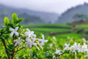 Stephanotis