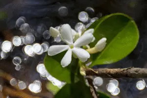 Stephanotis White Flower