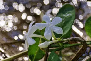 Stephanotis