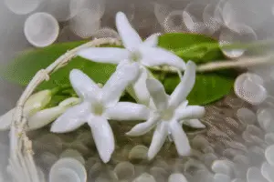 Stephanotis