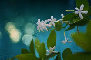 Stephanotis