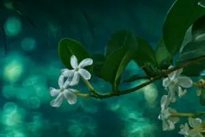 Stephanotis