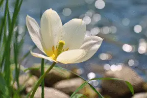 Tulip