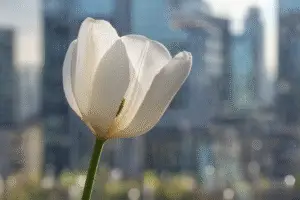 White Tulip